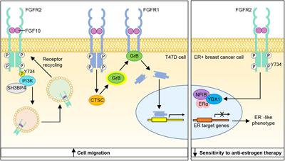 Emerging Roles of Fibroblast Growth Factor 10 in Cancer